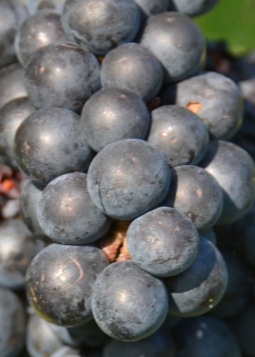 Merlot 13 Gm ANT 6442